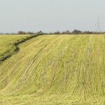 Champs agricoles en Thaïlande illustrant les terrains concernés par le Land Code en Thaïlande