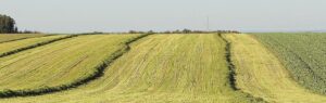 Champs agricoles en Thaïlande illustrant les terrains concernés par le Land Code en Thaïlande