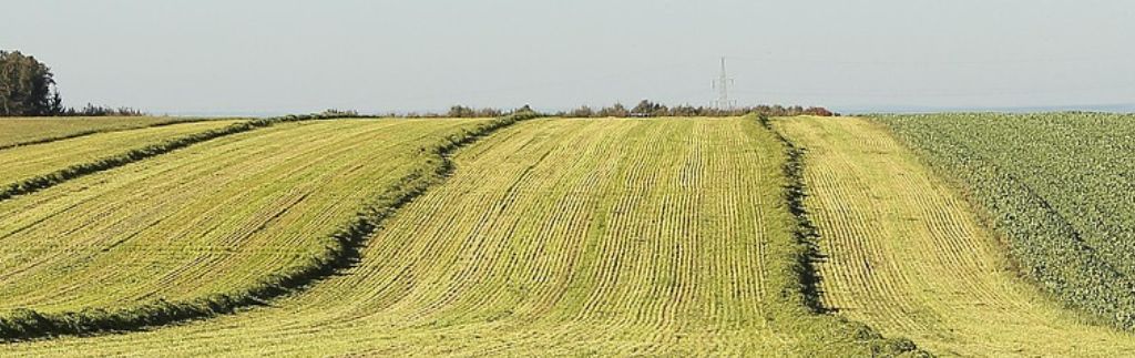 Champs agricoles en Thaïlande illustrant les terrains concernés par le Land Code en Thaïlande