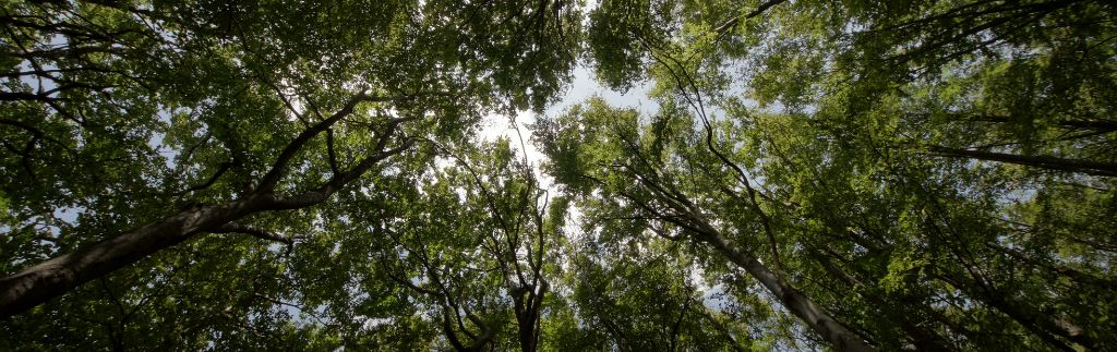 View of trees symbolizing the Clean Air Bill and environmental preservation.